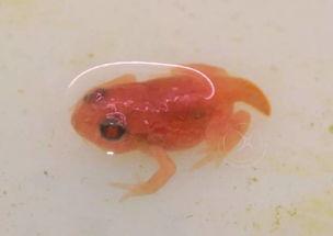 国产蝌蚪网,探索创新科技,引领未来生活新潮流