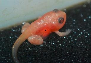 国产蝌蚪网,探索创新科技,引领未来生活新潮流